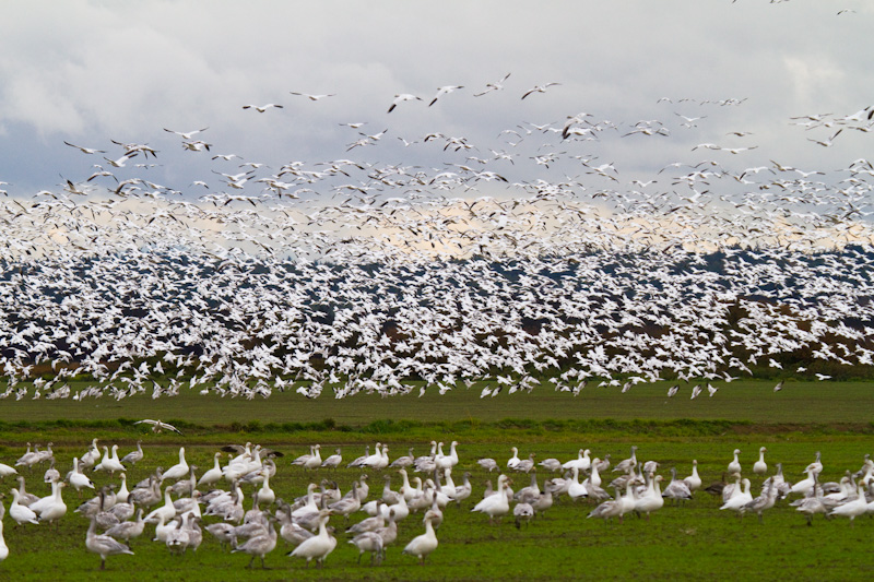 Snow Goose Flock In Flight